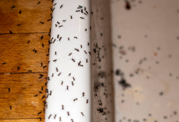 Best Wasp Removal Services  in Reese, MI