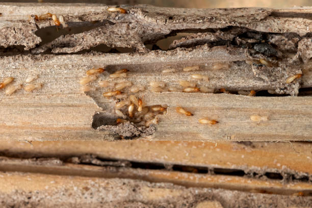 Best Pest Control for Homes  in Reese, MI